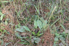 Plantago erosa